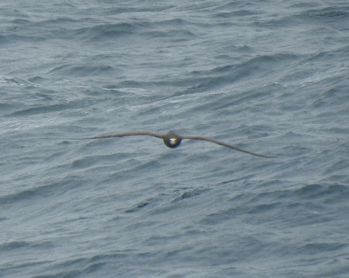 Brown Booby - Javier A.V. Diaz