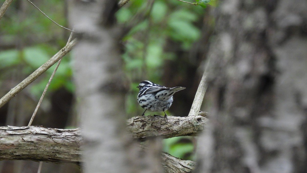 Black-and-white Warbler - Lillian G