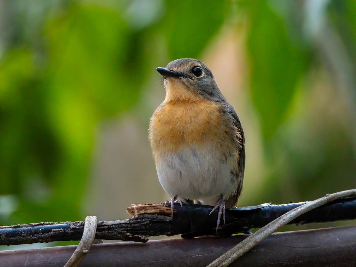 Indochinese Blue Flycatcher - ML618535333