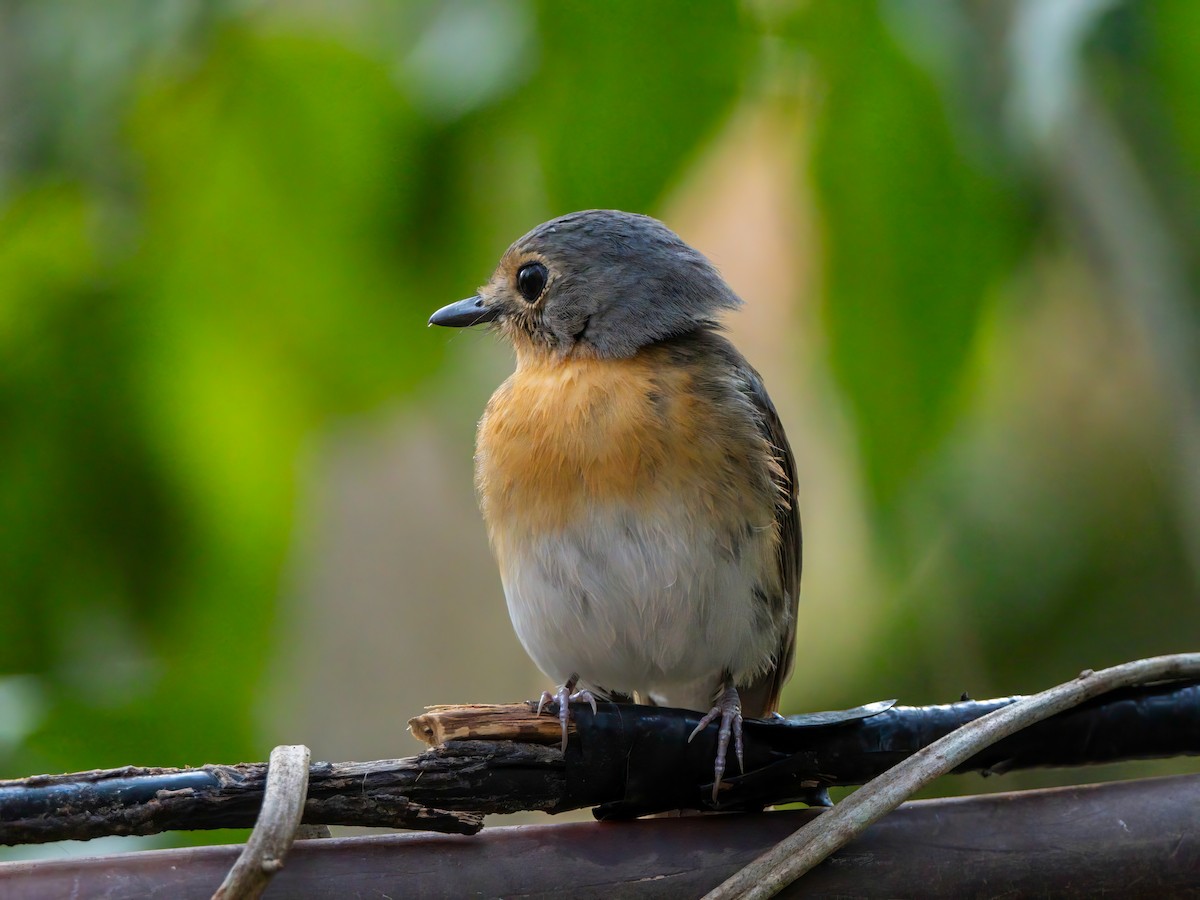 Indochinese Blue Flycatcher - Michael Sanders