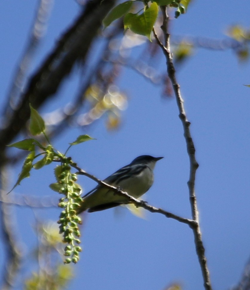 Cerulean Warbler - ML618535341