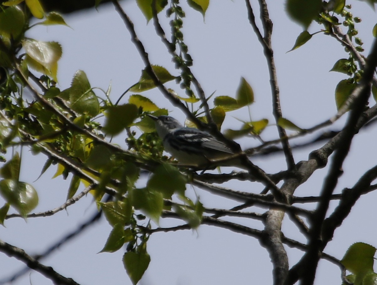 Cerulean Warbler - ML618535346