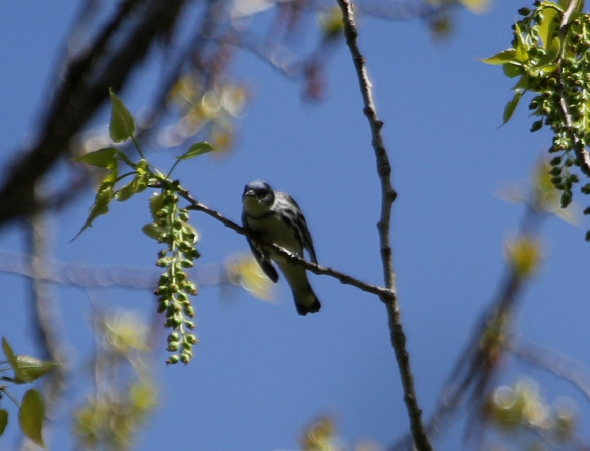 Cerulean Warbler - River Ahlquist