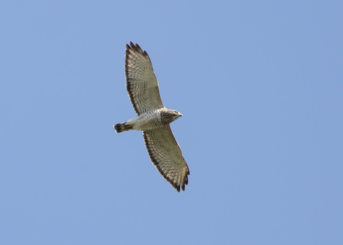 Breitflügelbussard - ML618535363