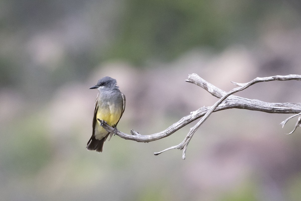 Cassin's Kingbird - ML618535402