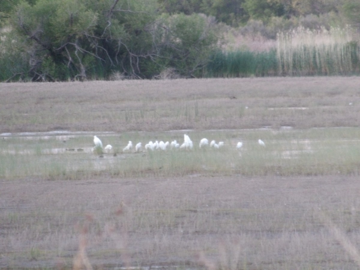 Western Cattle Egret - ML618535404