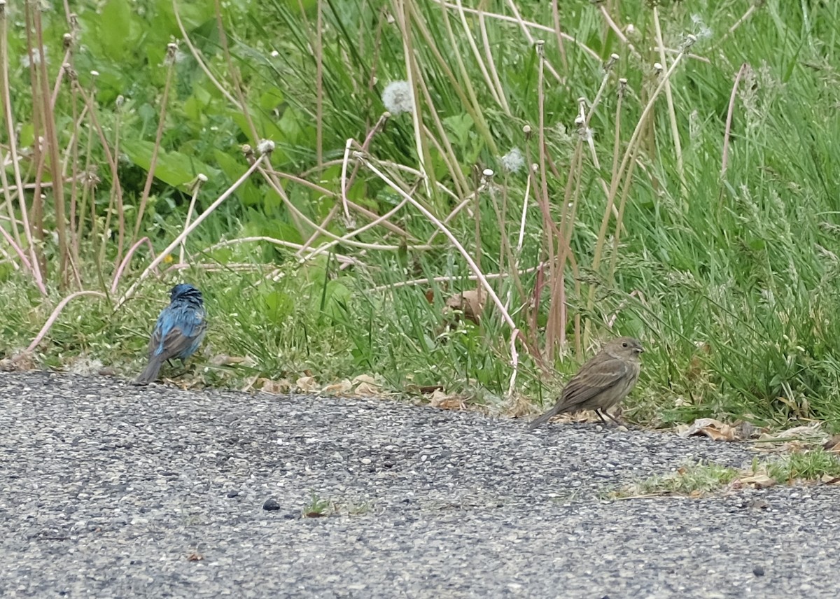 Indigo Bunting - Xinyi Z