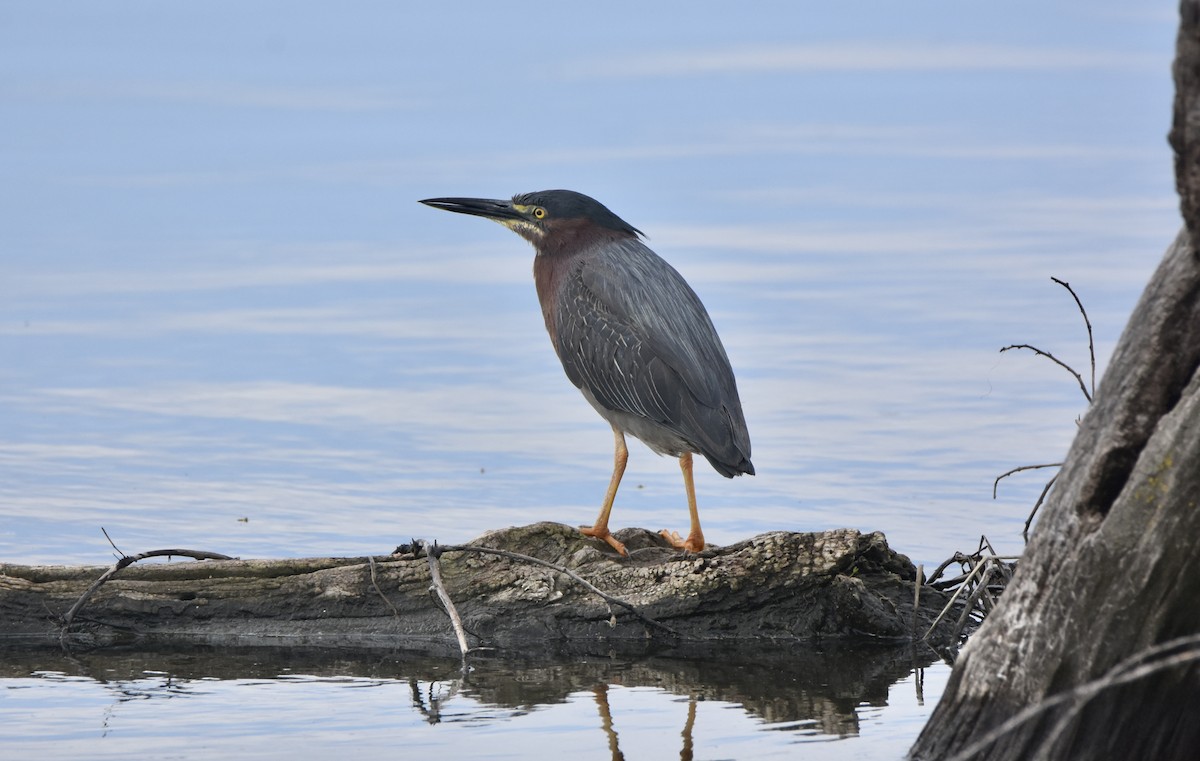 Green Heron - Pete Monacell