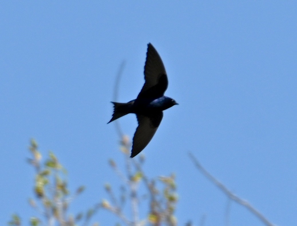 Purple Martin - ML618535423