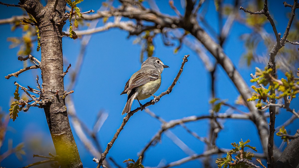 Cassin's Vireo - Michael McGovern