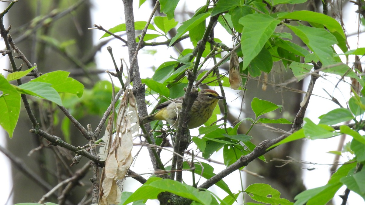 Palm Warbler - Lillian G