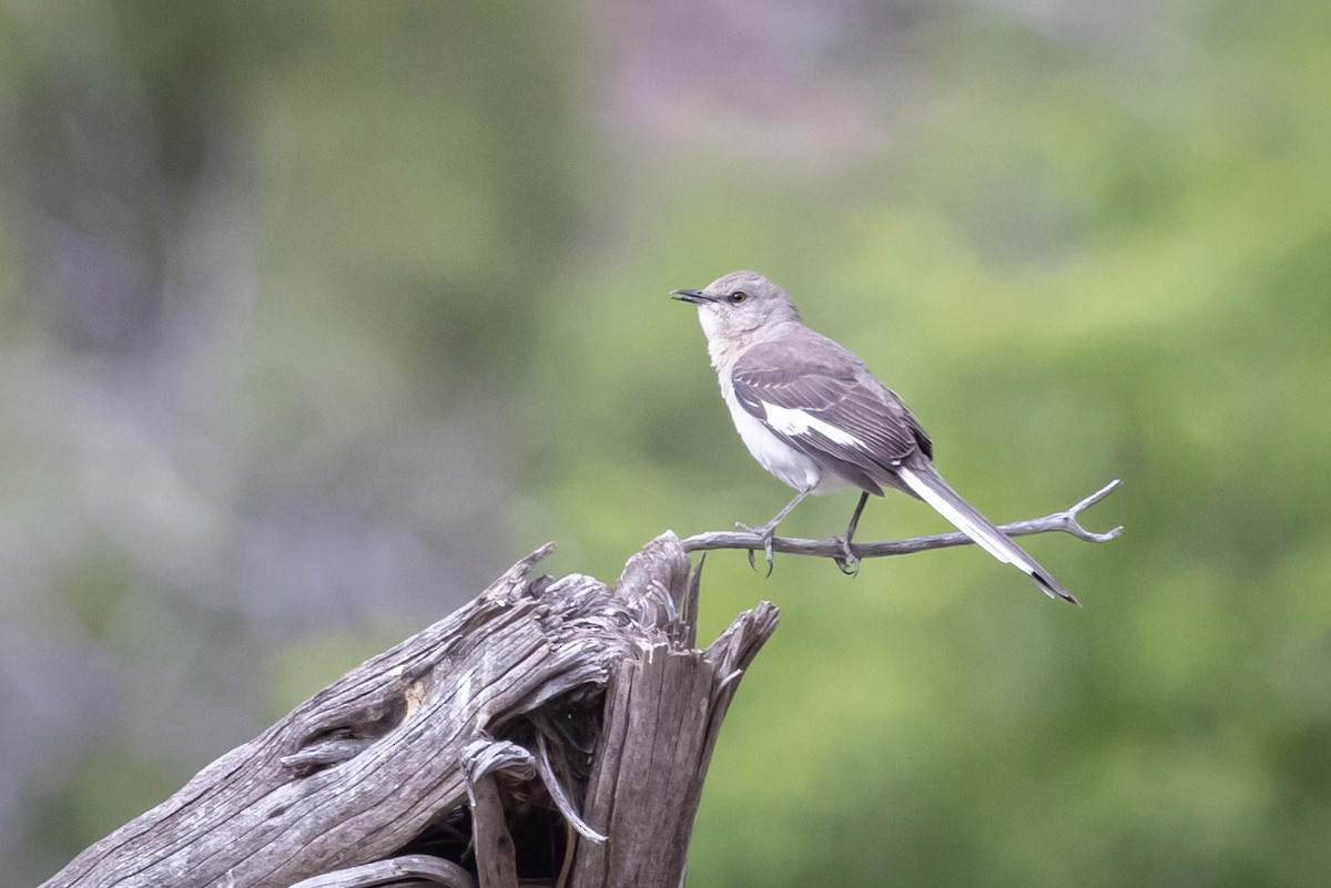 Northern Mockingbird - ML618535445