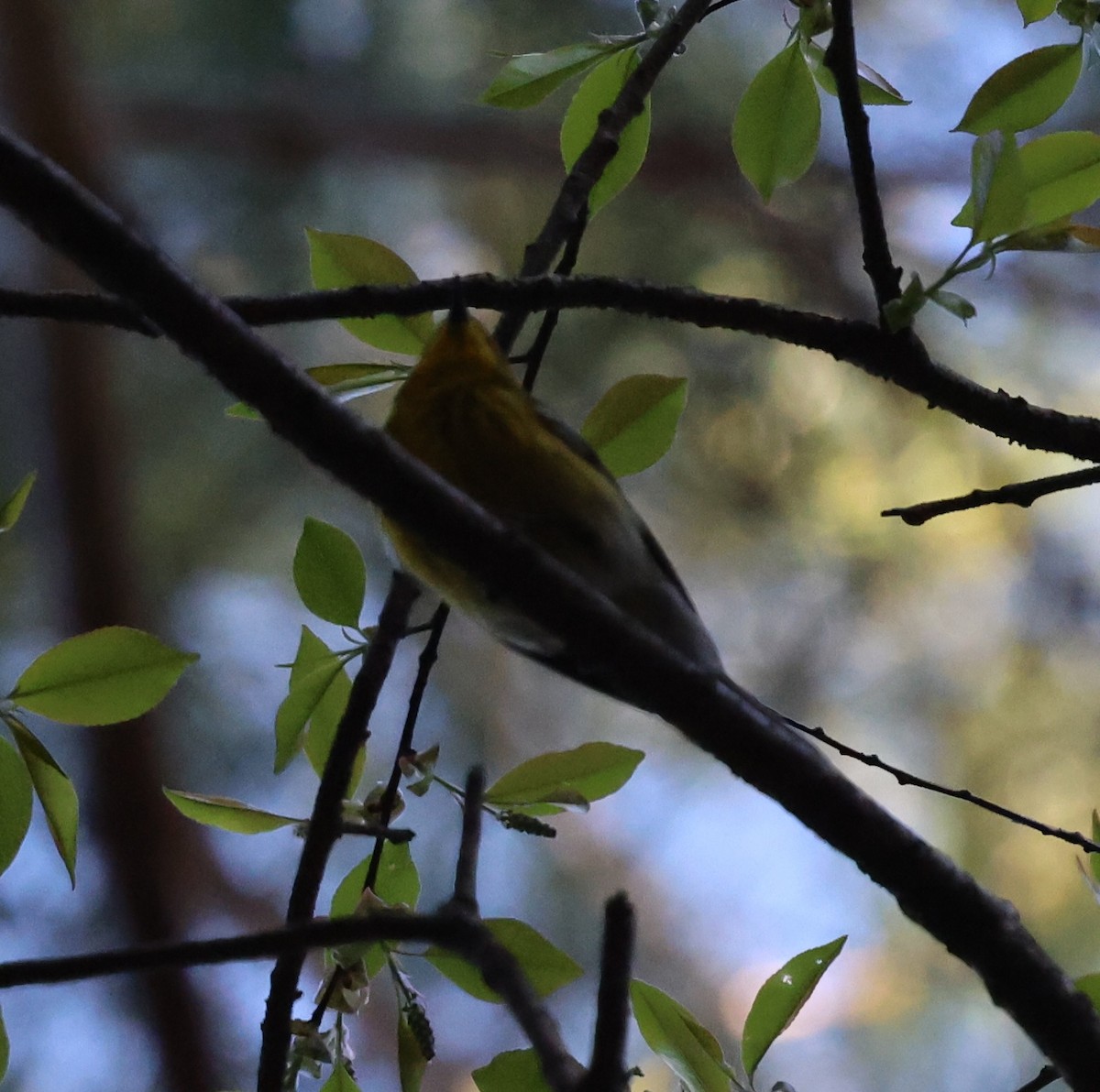 Mavi Başlı Vireo - ML618535447