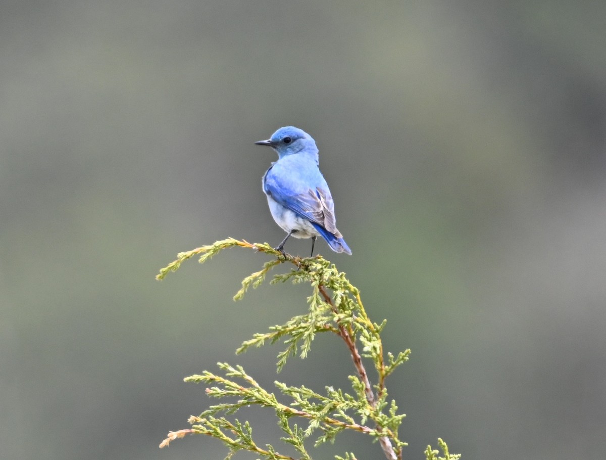 Mountain Bluebird - ML618535460