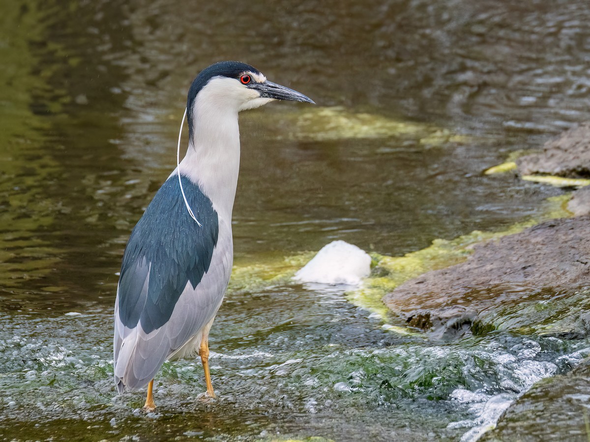 Black-crowned Night Heron - Danielle  A