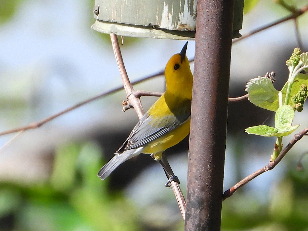 Prothonotary Warbler - Chad Wilson