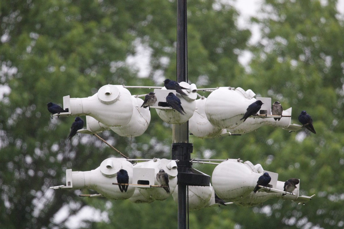 Purple Martin - ML618535520