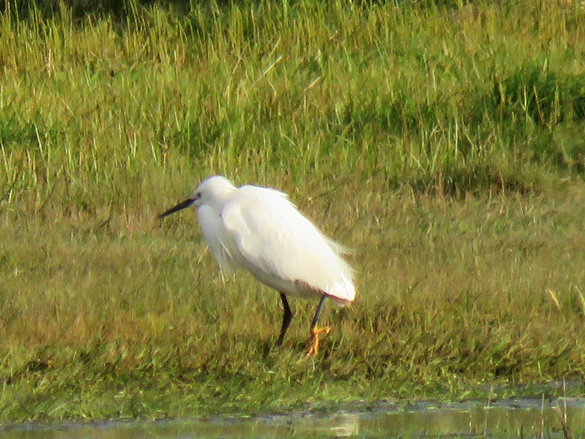 Little Egret - ML618535541