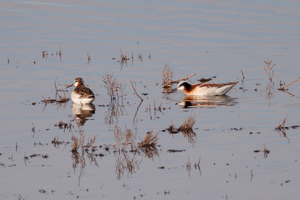 Wilson's Phalarope - ML618535552