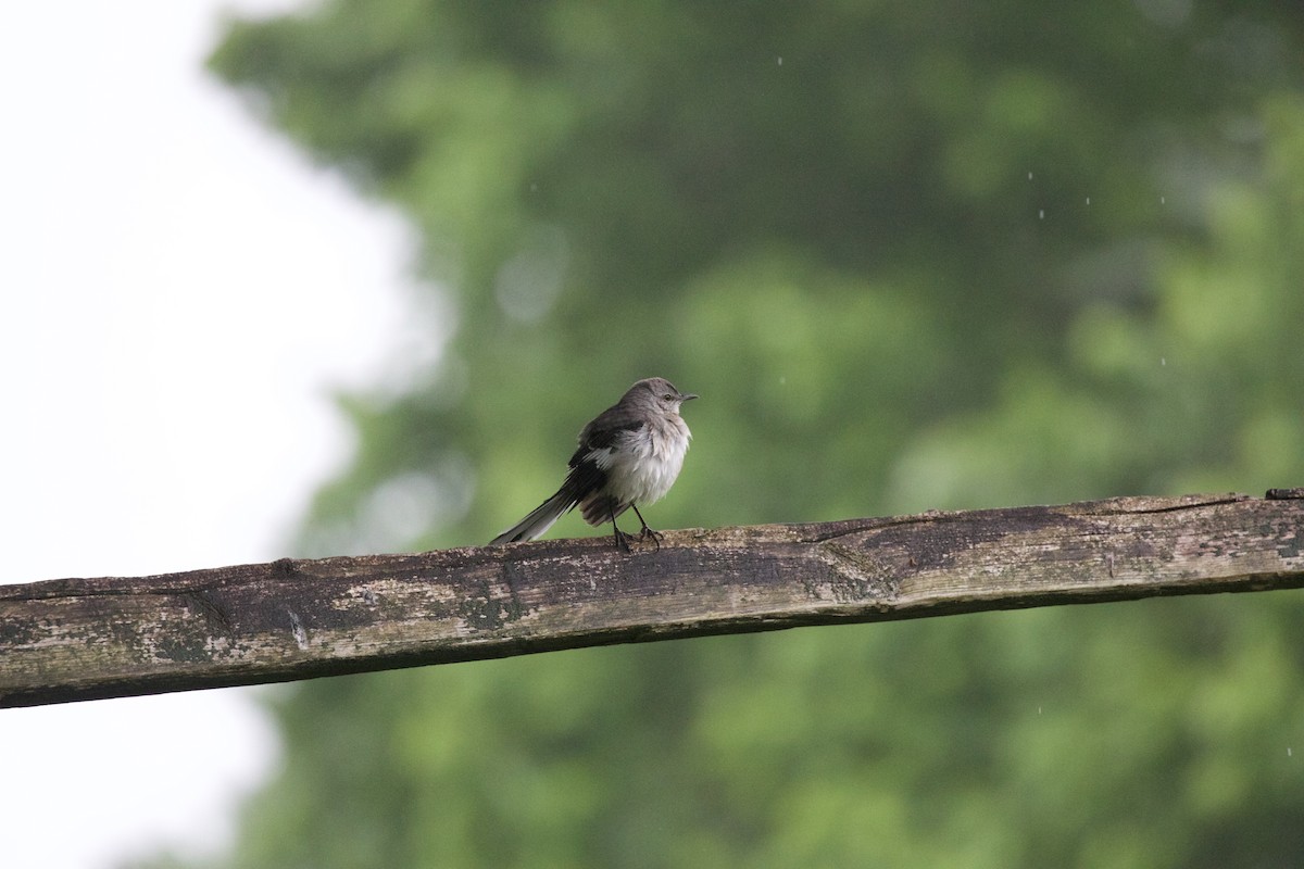 Northern Mockingbird - ML618535557