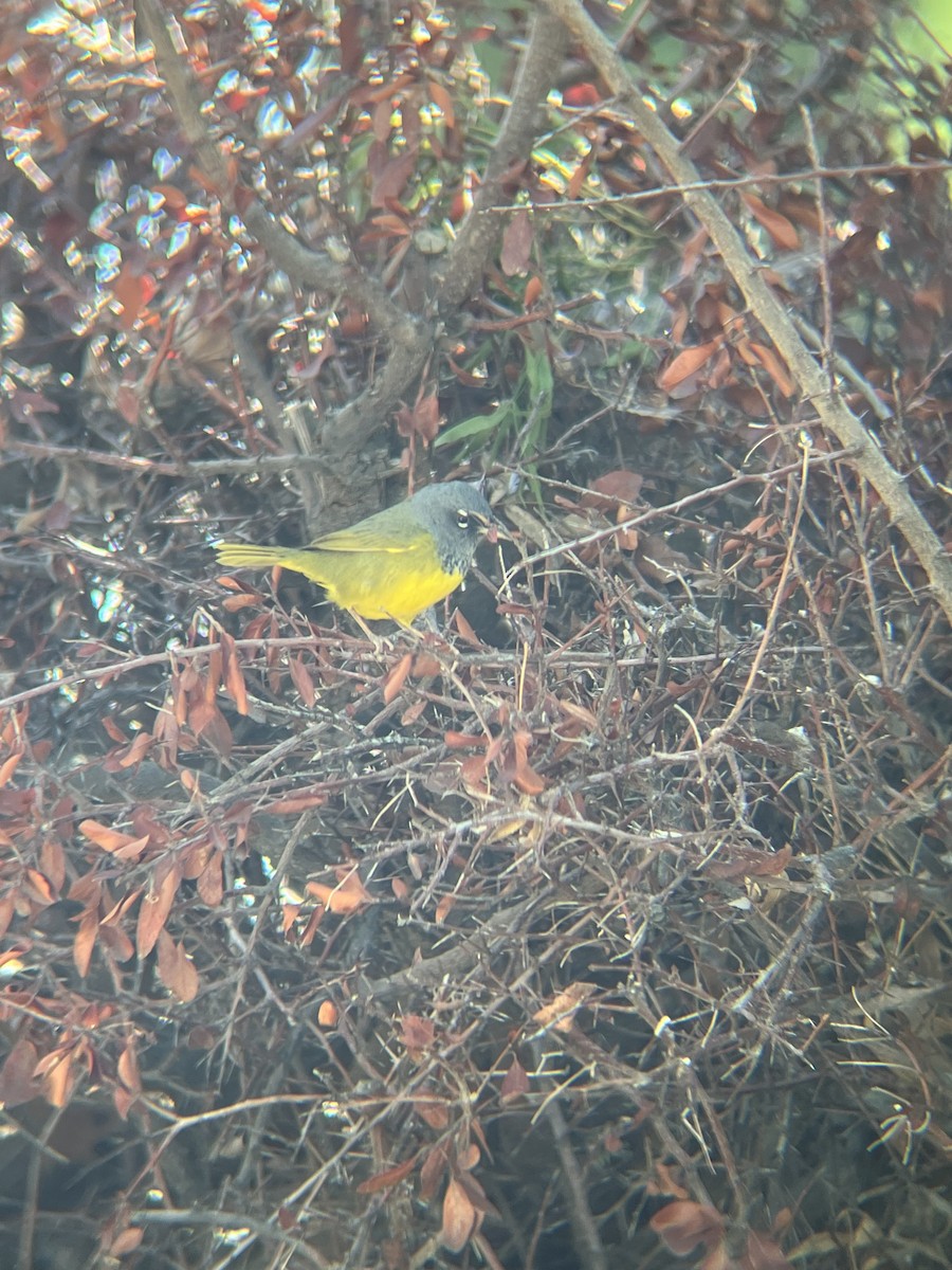 MacGillivray's Warbler - ML618535591