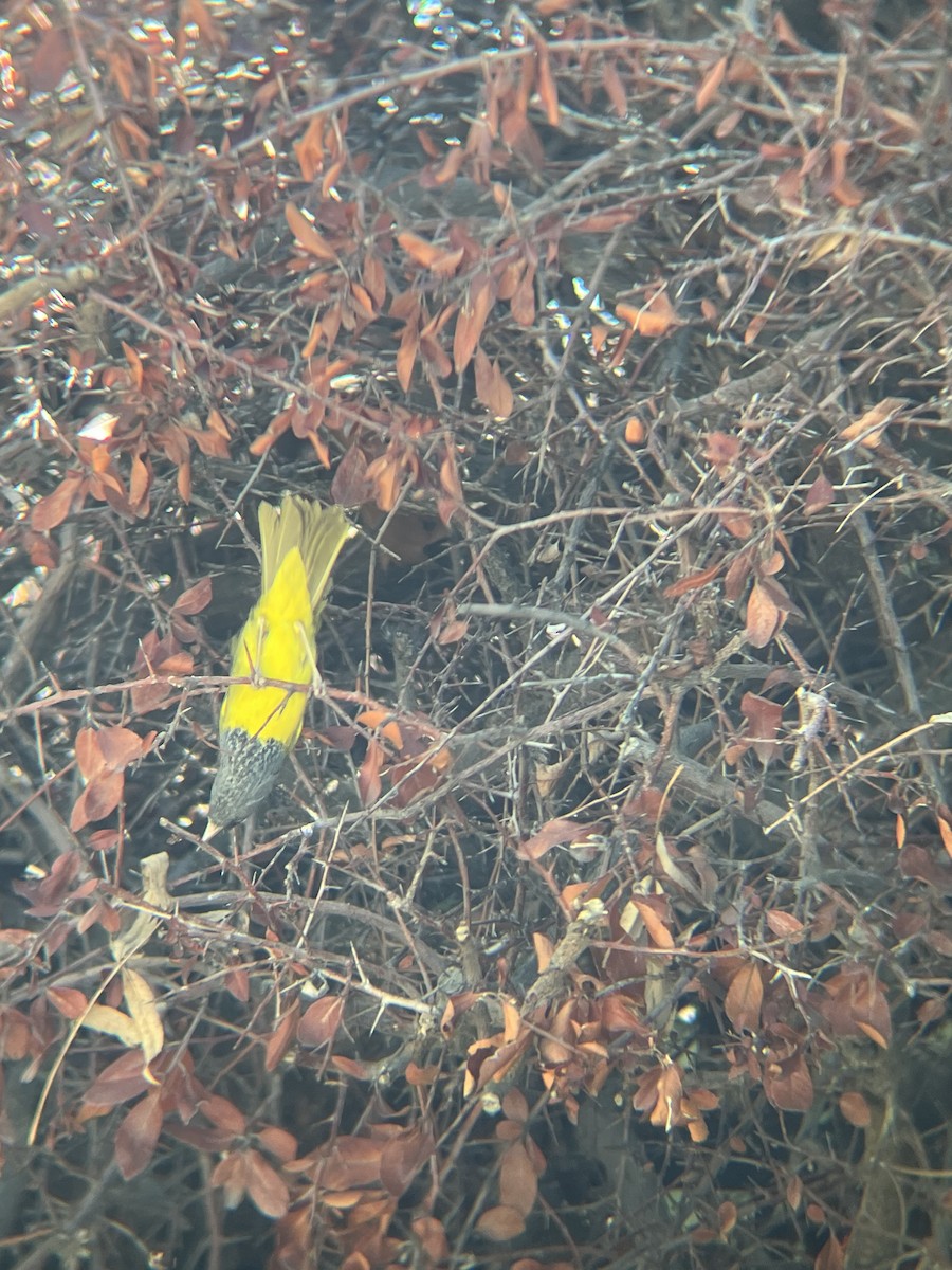 MacGillivray's Warbler - ML618535592