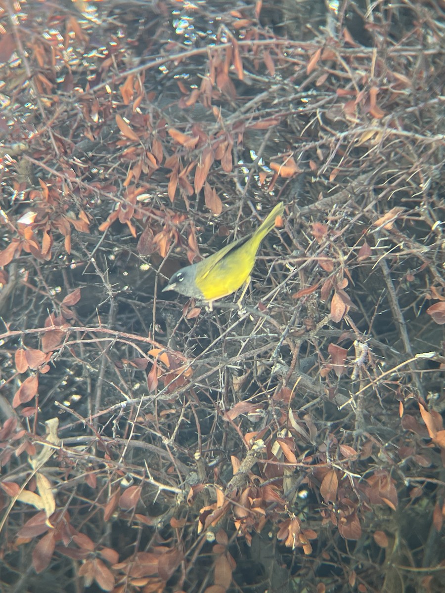 MacGillivray's Warbler - ML618535593