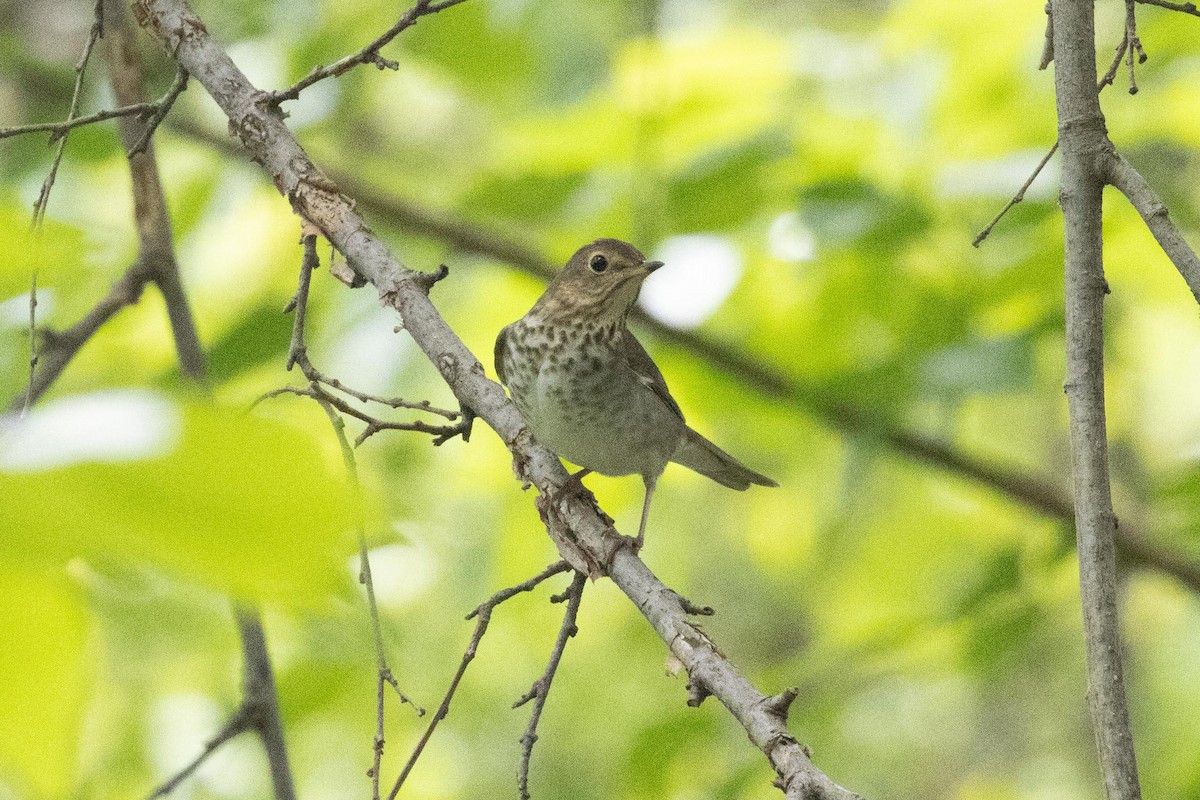 Swainson's Thrush - dan davis