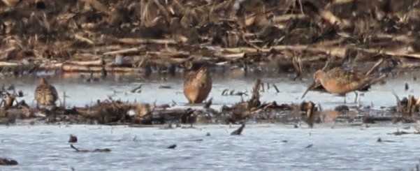 Short-billed Dowitcher - ML618535650