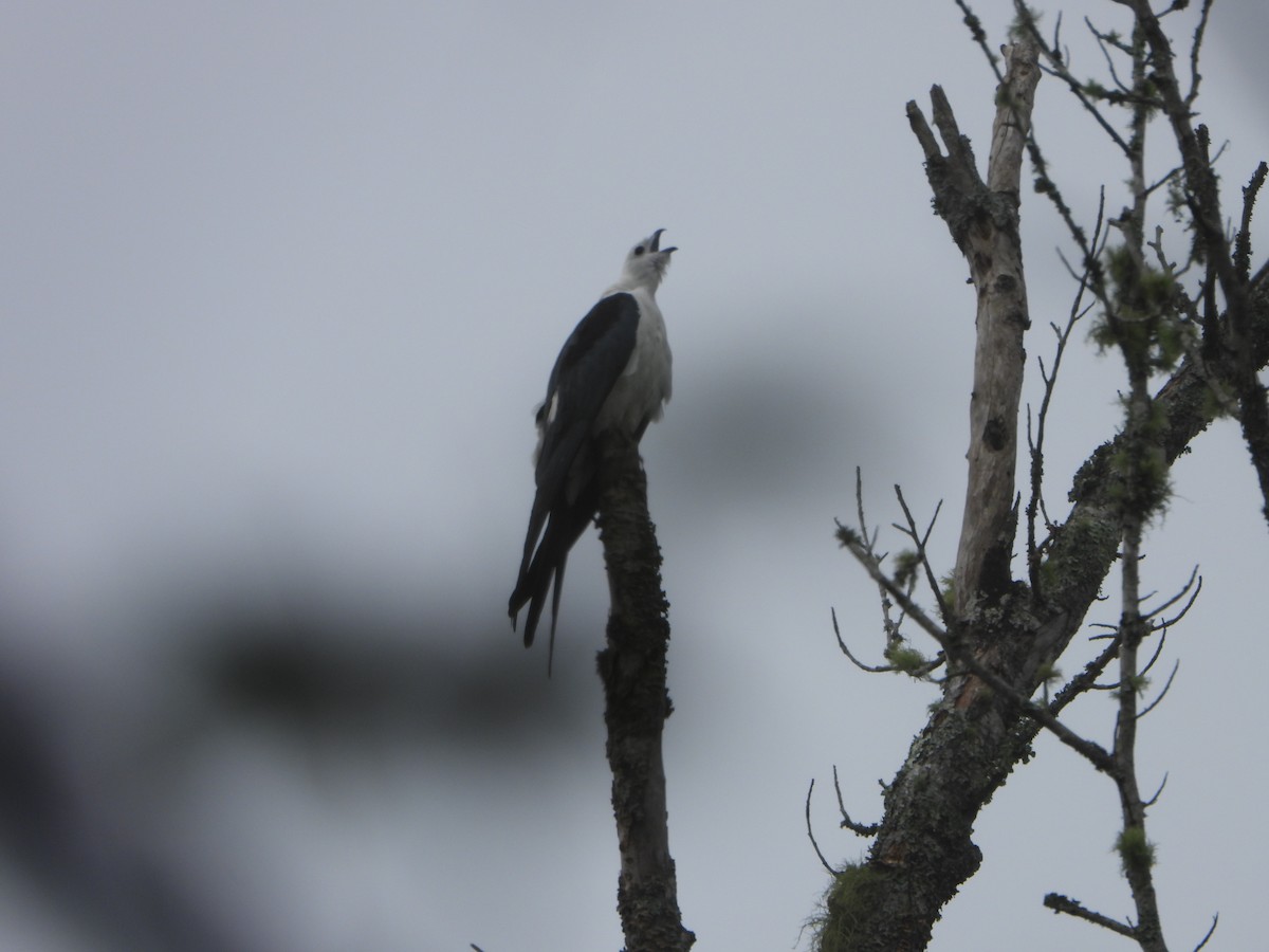 Swallow-tailed Kite - ML618535652