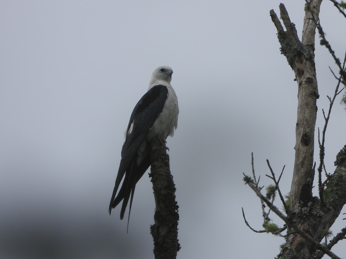 Swallow-tailed Kite - ML618535653