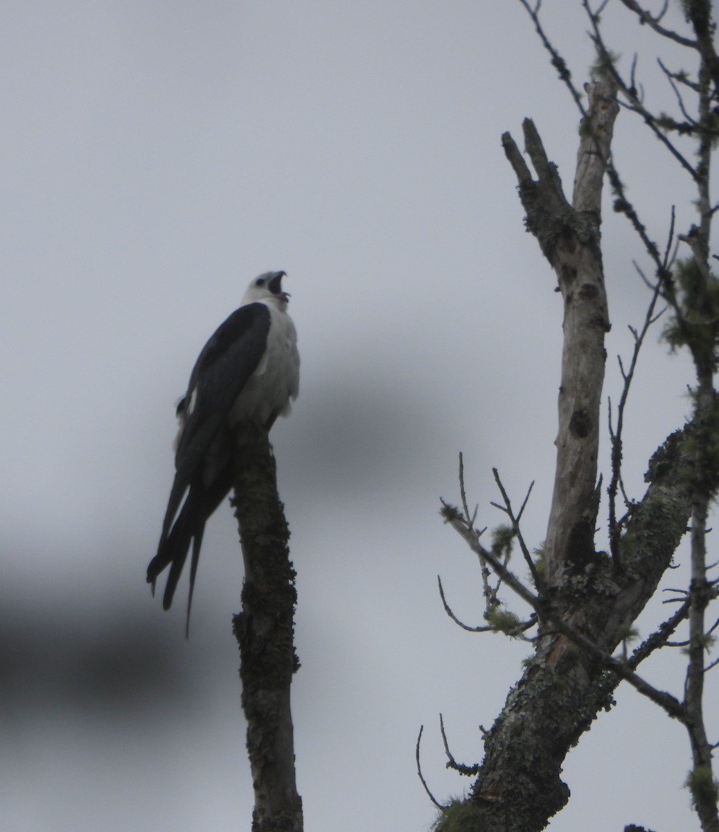 Swallow-tailed Kite - ML618535664