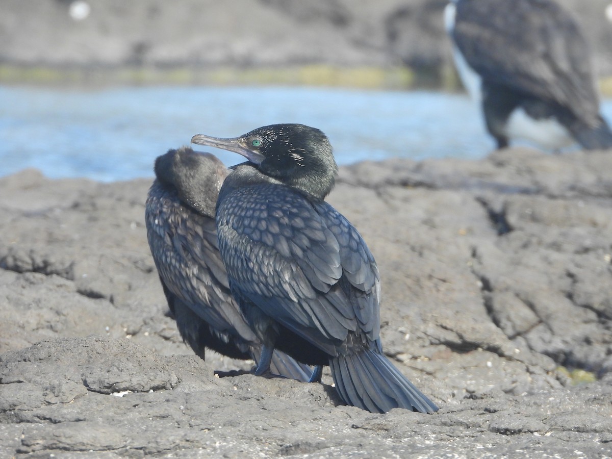 Little Black Cormorant - ML618535674