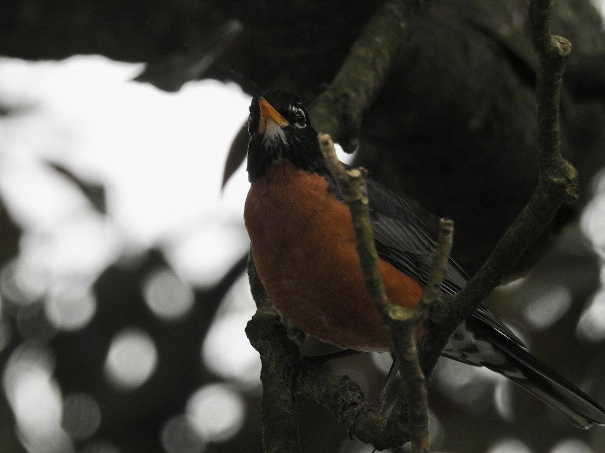 American Robin - ML618535693