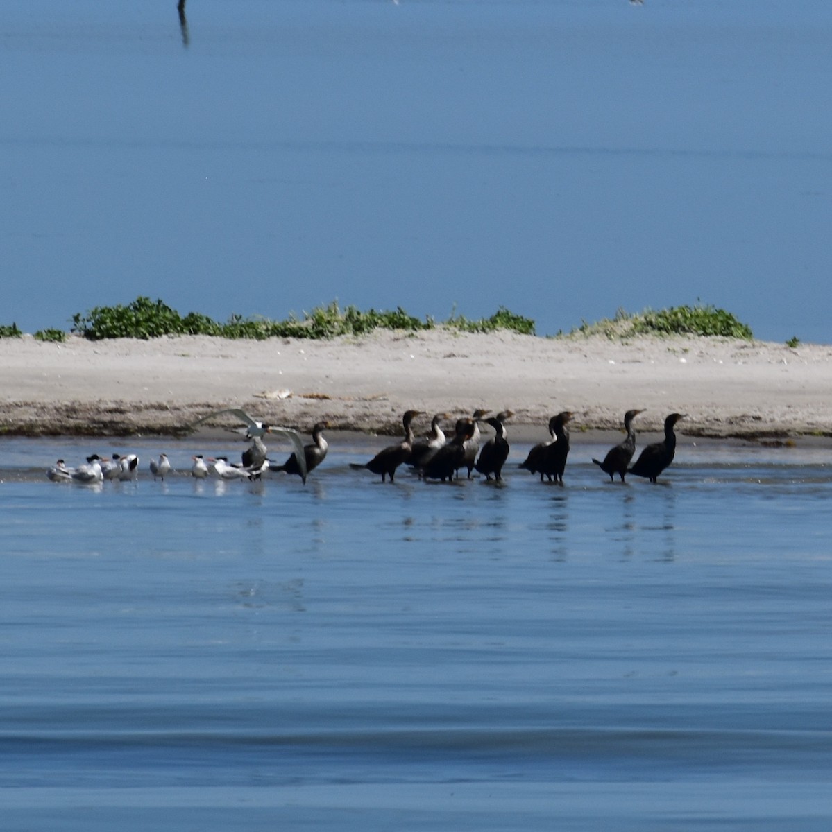 Double-crested Cormorant - ML618535695