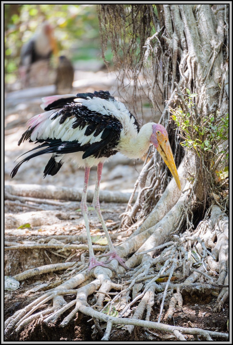 Painted Stork - ML618535700