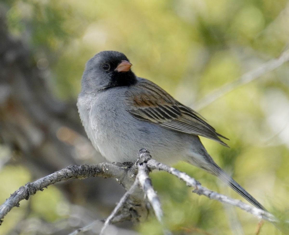 アゴグロヒメドリ - ML618535702