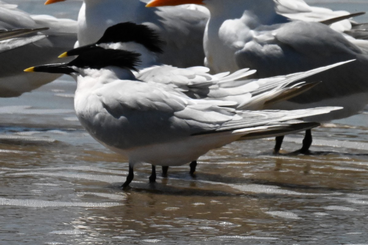 Sandwich Tern - ML618535707