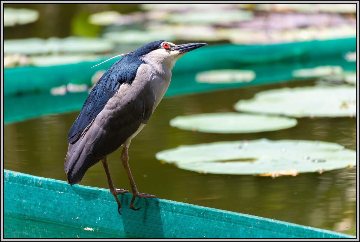 Black-crowned Night Heron - ML618535708