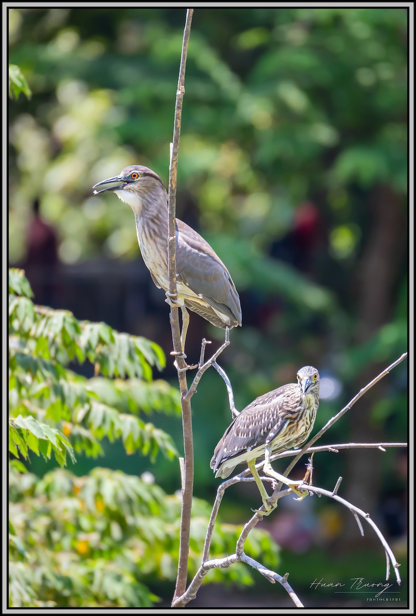 Black-crowned Night Heron - ML618535722