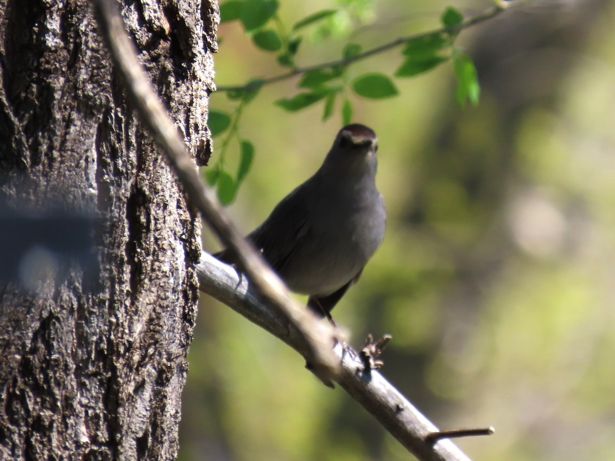 Gray Catbird - ML618535750