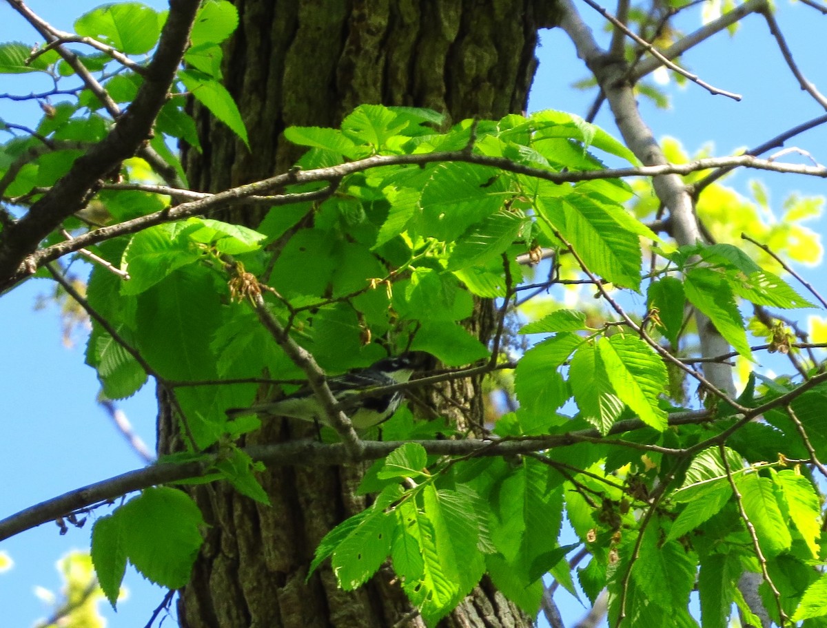 lesňáček žlutoskvrnný (ssp. coronata) - ML618535797