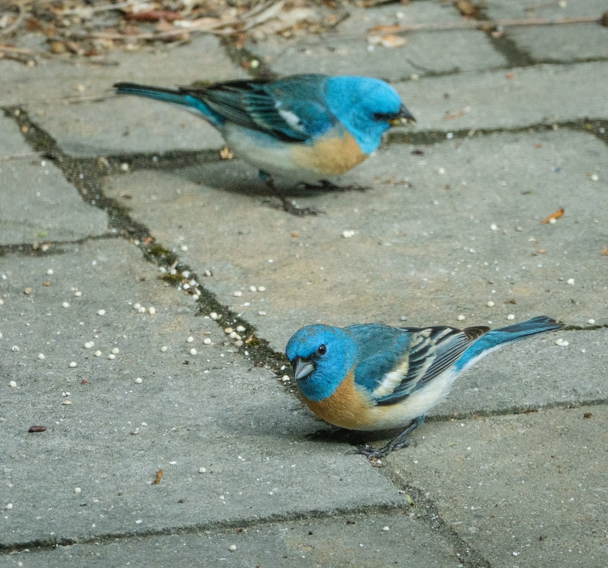 Lazuli Bunting - ML618535799