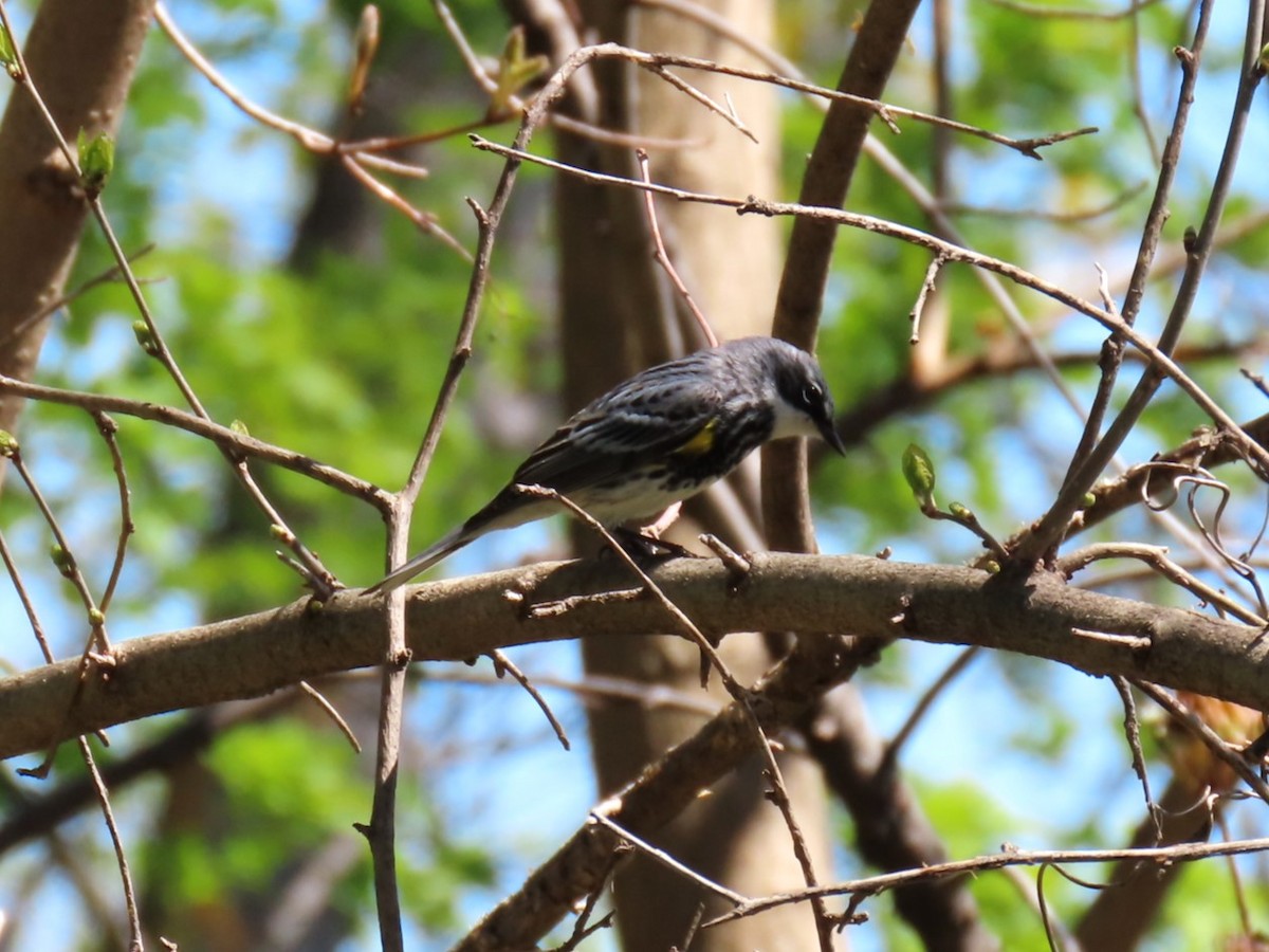 Yellow-rumped Warbler - ML618535800