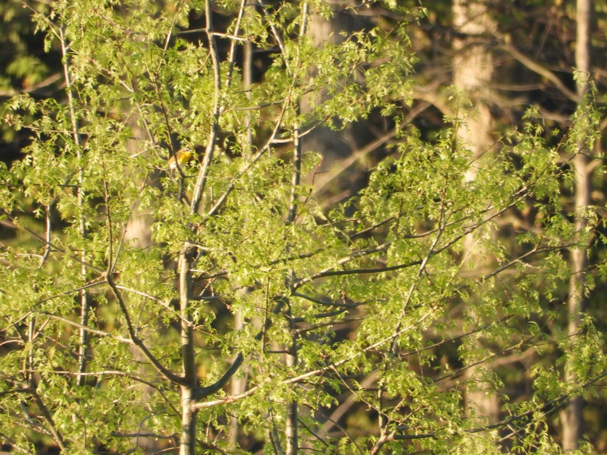 Yellow-breasted Chat - ML618535801