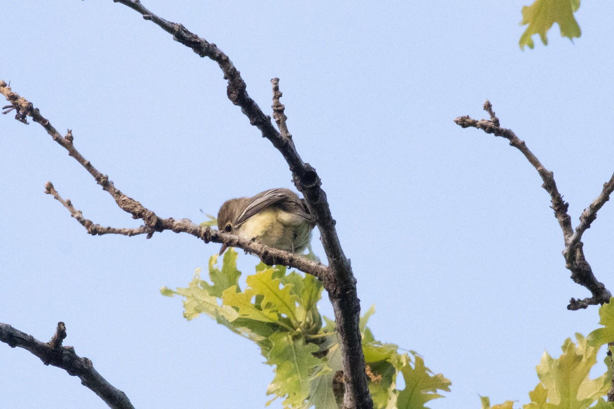 Least Flycatcher - ML618535823