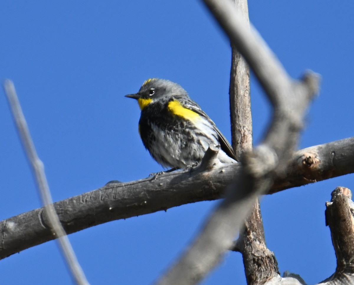 Yellow-rumped Warbler - Jake Shorty