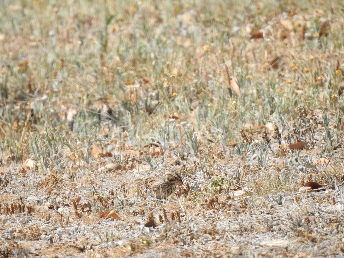 Vesper Sparrow - Joseph Aubert