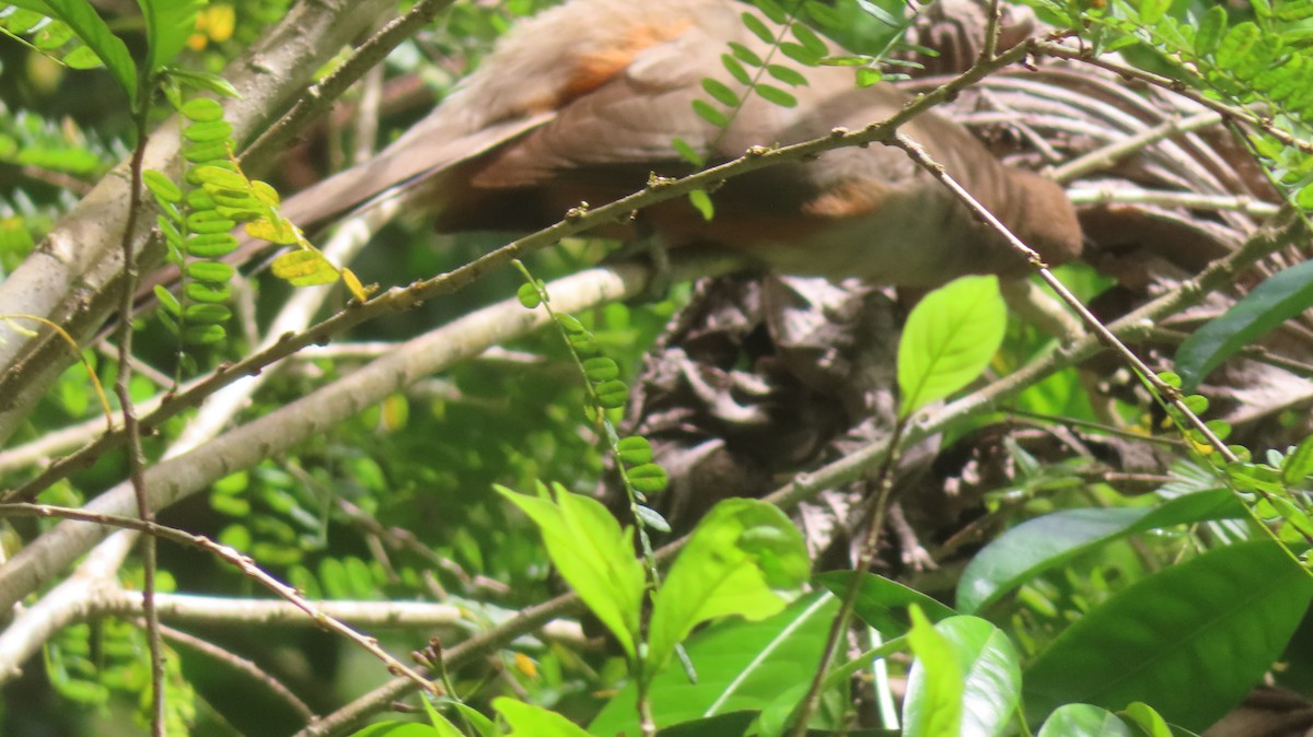 Puerto Rican Lizard-Cuckoo - Gregory Allen