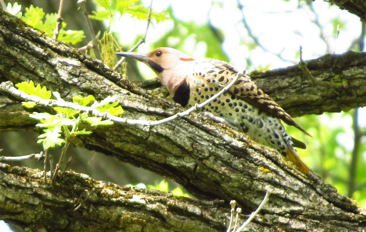 Northern Flicker - Mayumi Barrack